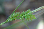 Wire sedge